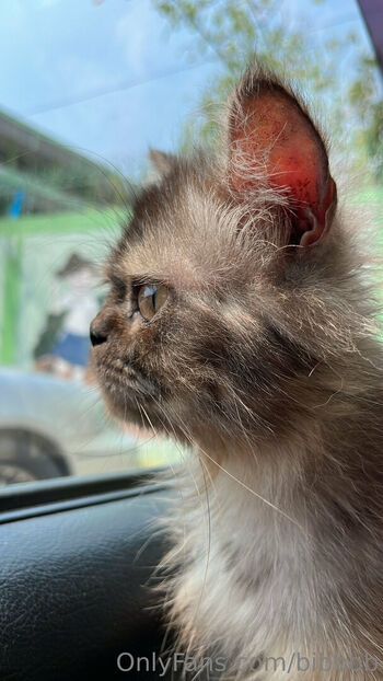 bibbob Leaked Nude OnlyFans (Photo 50)