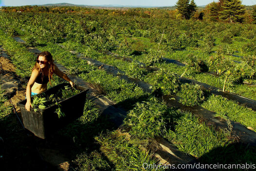 danceincannabis