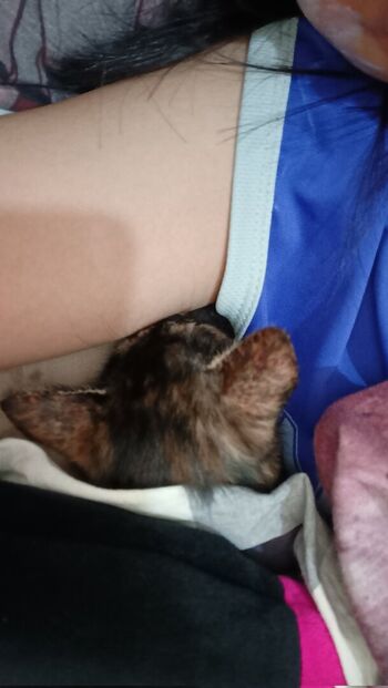 kittylunna