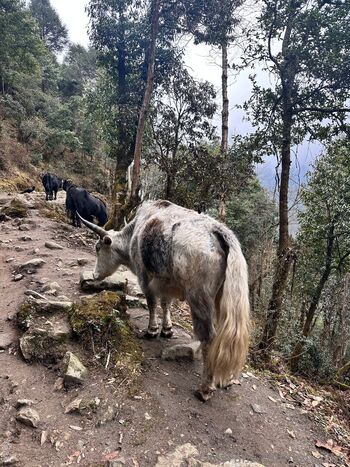 liztravels