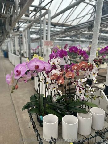 lunapowersthefairy Leaked Nude OnlyFans (Photo 12)