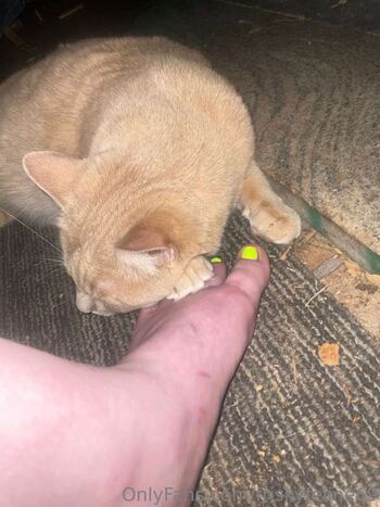 THE Frisky Feline